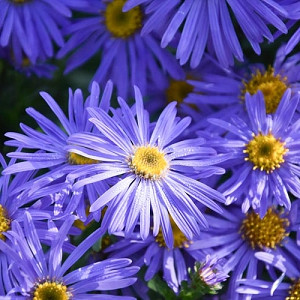 Aster x Frikartii 'Monch', Frikart's Aster, Michaelmas Daisy, Frikart's Aster 'Monch', Michaelmas Daisy 'Monch', Fall perennials, Fall Flowers, Purple flowers, blue flowers
